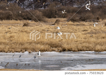 Crane, Cheolwon-gun, Gangwon-do 75033620