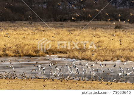 Crane, Cheolwon-gun, Gangwon-do Crane, Cheolwon-gun, Gangwon-do 75033640
