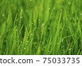Bright green rice leaves with dew on the leaves, the image is blurred and clear at the right moment, giving a refreshing feeling in the morning, suitable for use in print or graphic work on nature. 75033735