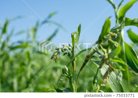 Summer pearl barley flower (August) 75033771