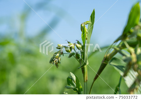 Summer pearl barley flower (August) 75033772