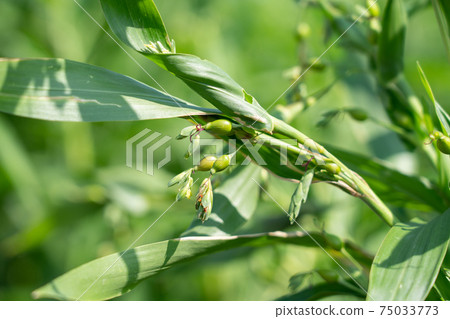 Summer pearl barley flower (August) 75033773