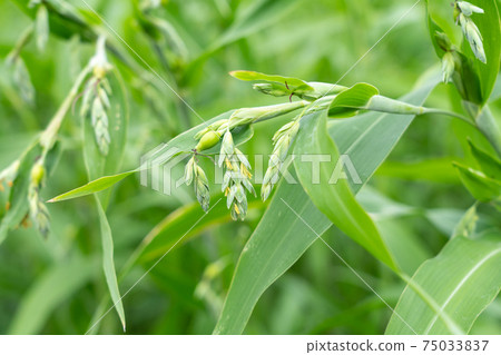 Summer pearl barley flower (August) Summer pearl barley flower (August) 75033837