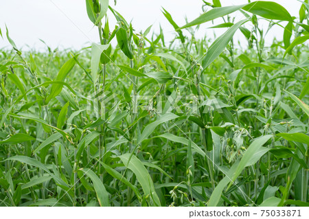 Summer pearl barley flower (August) 75033871