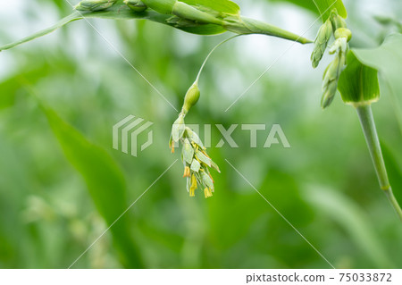 Summer pearl barley flower (August) 75033872