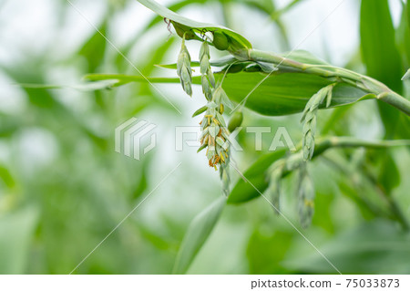 Summer pearl barley flower (August) 75033873