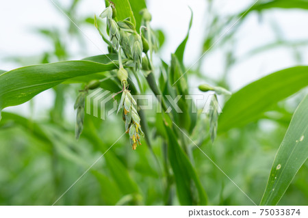 夏季pearl米花（8月） 75033874