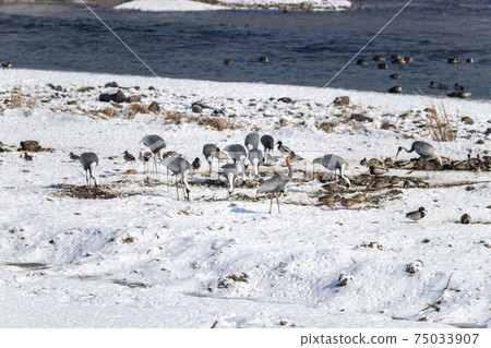 Crane, Cheolwon-gun, Gangwon-do 75033907