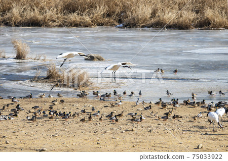 Crane, Cheolwon-gun, Gangwon-do 75033922