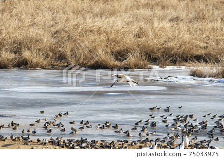 Crane, Cheolwon-gun, Gangwon-do Crane, Cheolwon-gun, Gangwon-do 75033975
