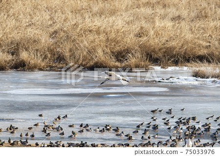 Crane, Cheolwon-gun, Gangwon-do Crane, Cheolwon-gun, Gangwon-do 75033976