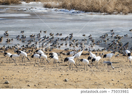 Crane, Cheolwon-gun, Gangwon-do Crane, Cheolwon-gun, Gangwon-do 75033981