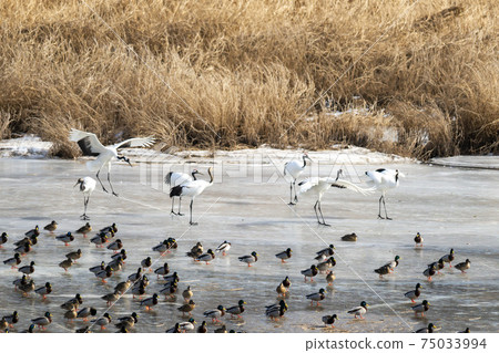Crane, Cheolwon-gun, Gangwon-do 75033994