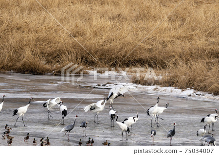 Crane, Cheolwon-gun, Gangwon-do 75034007