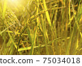 The golden ear of rice produced by the morning sun is a beautiful and valuable sight. 75034018