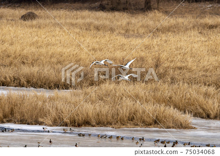 Crane, Cheolwon-gun, Gangwon-do Crane, Cheolwon-gun, Gangwon-do 75034068