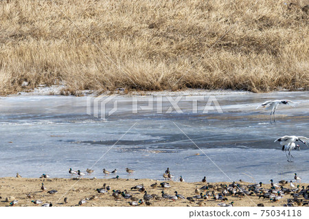 Crane, Cheolwon-gun, Gangwon-do 75034118