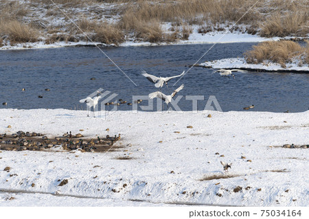 Crane, Cheolwon-gun, Gangwon-do 75034164