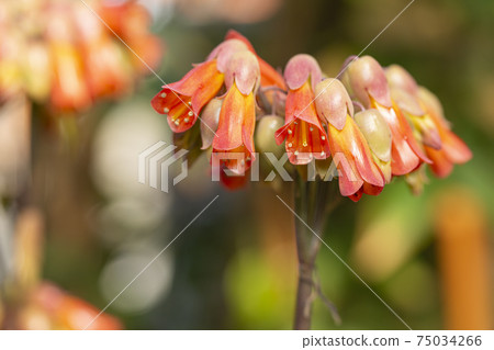 錫蘭bengei看到了 錫蘭bengei看到了 75034266