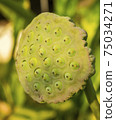 Calyx full of beautiful lotus seeds. In the morning, the yellow sun shines beautifully. 75034271