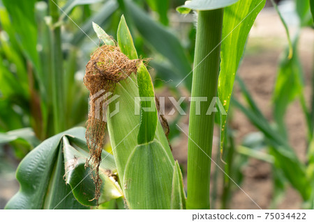 Cultivation of corn Corn (August) Home garden 75034422