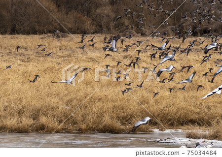 White-naped cranes, Cheolwon-gun, Gangwon-do 75034484