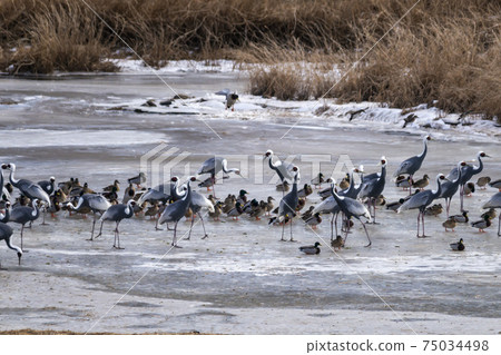 White-naped cranes, Cheolwon-gun, Gangwon-do 75034498