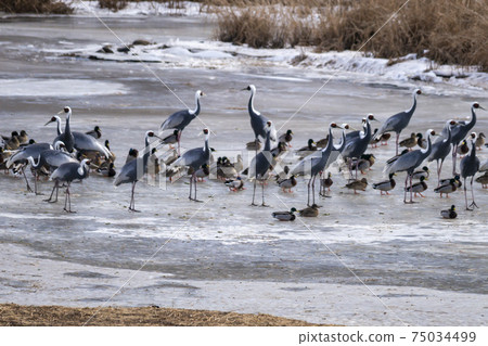 White-naped cranes, Cheolwon-gun, Gangwon-do 75034499