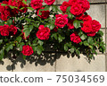 rose	 75034569
