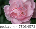 rose	 75034572