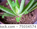 Aloe and clover 75034574