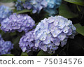 hydrangea   75034576