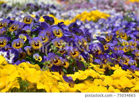 在花壇裡盛開的中提琴紫羅蘭 在花壇裡盛開的中提琴紫羅蘭 75034665