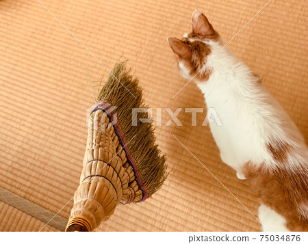 貓，我會用掃帚打掃日式房間... 75034876