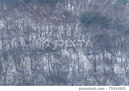 Mallard, cheolwon-gun, gangwon-do 75034885