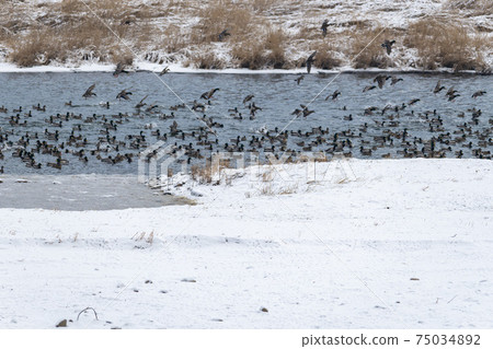 Mallard, cheolwon-gun, gangwon-do Mallard, cheolwon-gun, gangwon-do 75034892