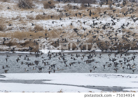 Mallard, cheolwon-gun, gangwon-do 75034914