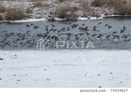 Mallard, cheolwon-gun, gangwon-do Mallard, cheolwon-gun, gangwon-do 75034927