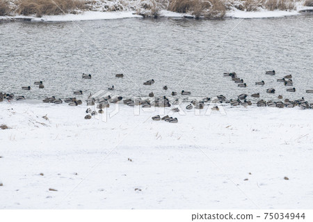 Mallard, cheolwon-gun, gangwon-do 75034944