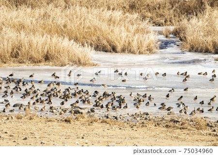 Mallard, cheolwon-gun, gangwon-do Mallard, cheolwon-gun, gangwon-do 75034960