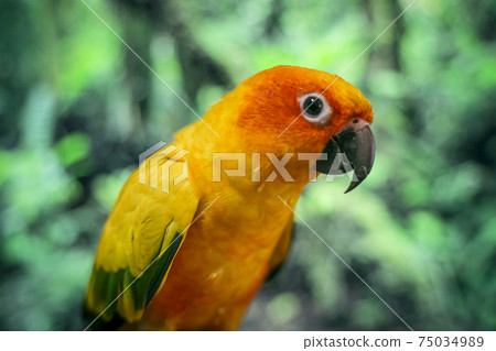 Adorable sun conure parrots on hand Adorable sun conure parrots on hand 75034989
