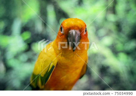 Adorable sun conure parrots on hand Adorable sun conure parrots on hand 75034990