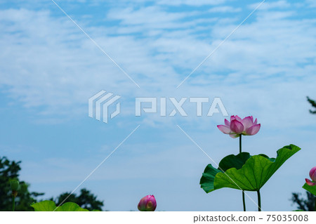 蓮花與天空　 75035008