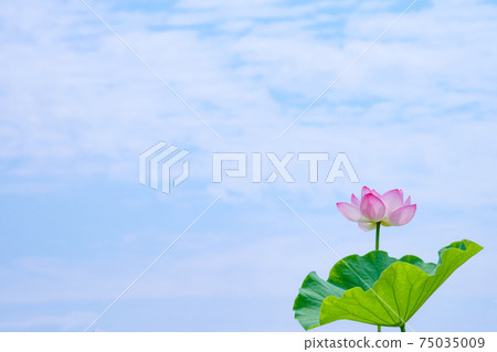 Lotus flower and sky　 75035009