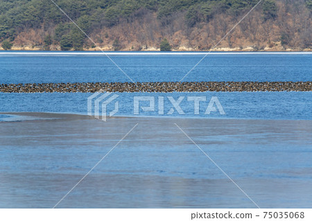 Mallard, cheolwon-gun, gangwon-do 75035068