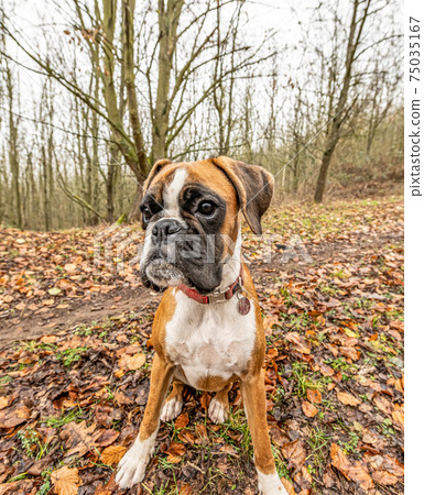 funny face 9 months old purebred golden puppy german boxer dog closeup funny face 9 months old purebred golden puppy german boxer dog closeup 75035167