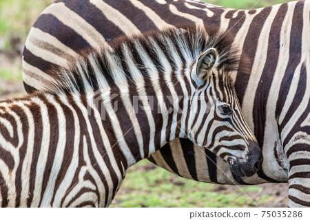 Zebras on Casela Park - Mauritius Zebras on Casela Park - Mauritius 75035286