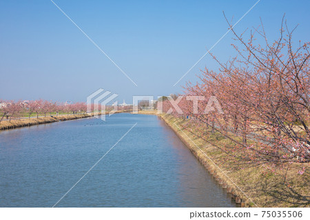 s松川津櫻路 s松川津櫻路 75035506