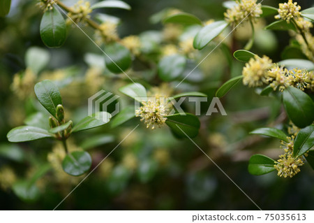 黃楊木花 黃楊木花 75035613