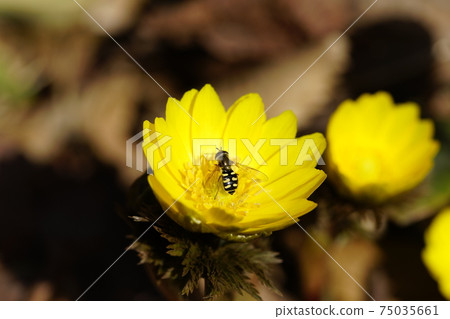 Fukuge and bees 75035661